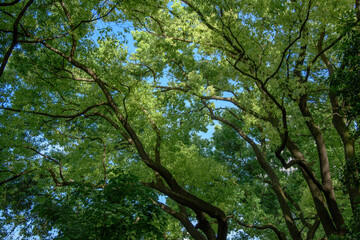 green leaves in the forest