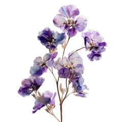 Delicate purple pressed flowers on a delicate stem isolated on transparent background