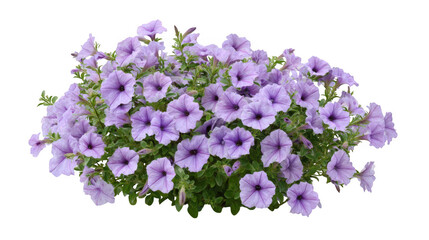 Abundant cluster of light purple petunia flowers isolated on transparent background