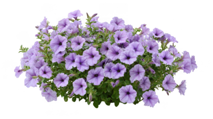 Abundant cluster of light purple petunia flowers isolated on transparent background