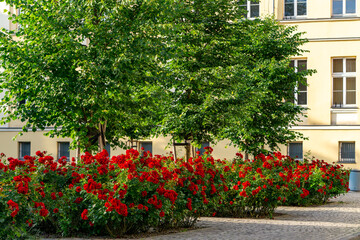Blooming red roses in a well-maintained urban garden, surrounded by lush green trees with a yellow...