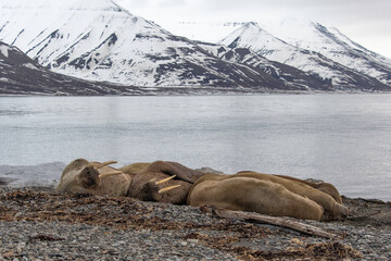 Morse, Odobenus rosmarus, Spitzberg, Svalbard, Norvège