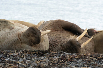 Morse, Odobenus rosmarus, Spitzberg, Svalbard, Norvège