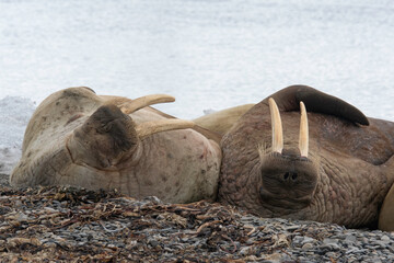 Morse, Odobenus rosmarus, Spitzberg, Svalbard, Norvège