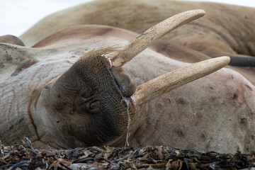 Morse, Odobenus rosmarus, Spitzberg, Svalbard, Norvège