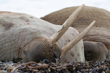 Morse, Odobenus rosmarus, Spitzberg, Svalbard, Norvège
