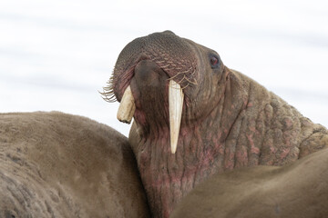 Morse, Odobenus rosmarus, Spitzberg, Svalbard, Norvège