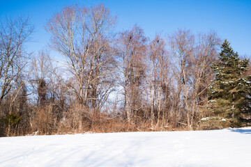 A winter scene featuring bare trees and a snowy landscape under a clear blue sky, creating a serene, tranquil atmosphere