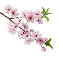 Obraz premium Delicate pink cherry blossoms branch with green leaves isolated on transparent background