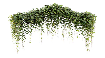 Obraz premium Cascading heart leaf philodendron vine with delicate trailing stems isolated on transparent background