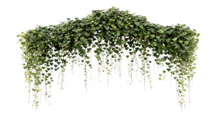 Cascading heart leaf philodendron vine with delicate trailing stems isolated on transparent background