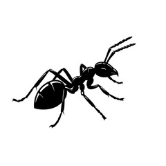 Silhouette ant illustration on a white background, detailed vector image