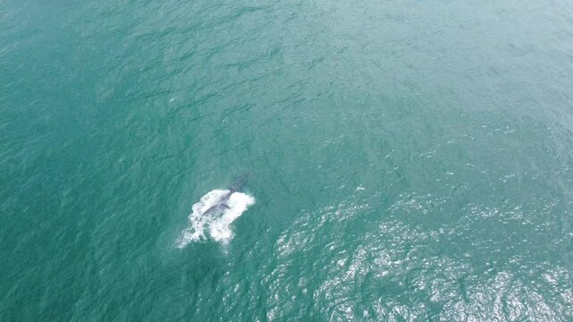 Ballenas