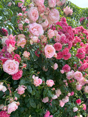 Bushes of climbing roses with a large number of blossoming flowers of pale pink and dark pink color with lush green leaves twined around the entire high fence, close-up, side view. Sunny summer day.