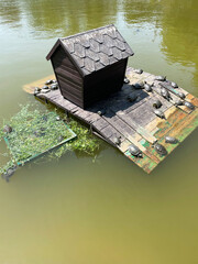 Many turtles bask in the sun on a wooden rectangular island with a wooden house and a net with green grass in the middle of a pond with muddy water, close-up, side view. Summer day. Park. Wild life.