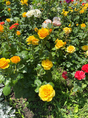 Front garden with blooming lush roses of yellow, red, pink and white colors with green leaves illuminated by sunlight, close-up, side view. Landscape design. Clear summer day.