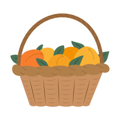 Isolated flat vector illustration of wicker basket with apricots on white background. Cottagecore lifestyle. Healthy food