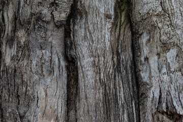 bark of a tree close up