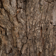bark of a tree close up