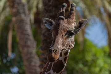 close up of giraffe head	