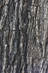 bark of a tree close up