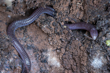 Culebrilla ciega, 
