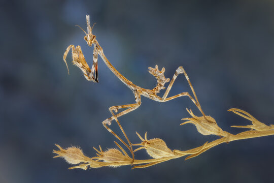 Empusa pennata, mantis