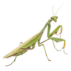 mantis PNG, transparent background