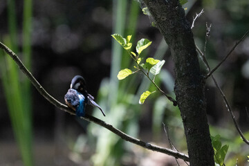 Bird perched on a branch near still water surrounded by lush vegetation in a tranquil natural setting
