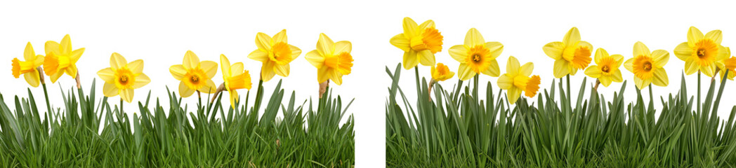 Obraz premium Border of Bright Yellow Daffodils in Green Grass Isolated on transparent background PNG