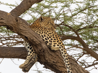 Leopard (Panthera pardus) resting on an acacia after hunting in Samburu, Kenya