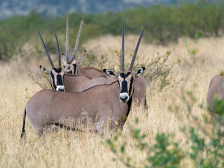 Small herd of Orxy Beisa