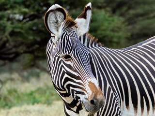 Grevy zebra , safari in Samburu National Park in Kenya.