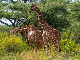 Reticulated Giraffe in Samburu , Kenia