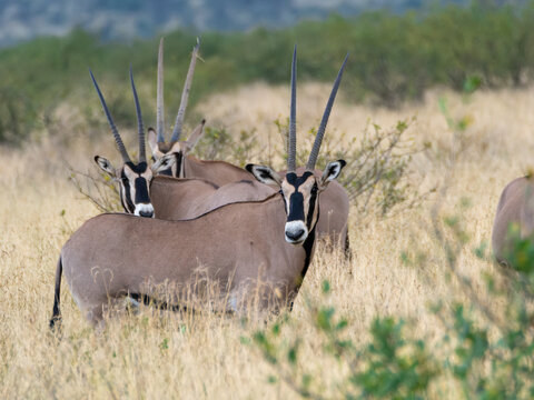 Small herd of Orxy Beisa
