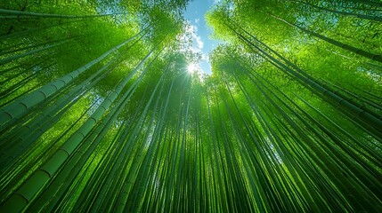 Sunlit bamboo forest, vibrant green stalks reaching sky.