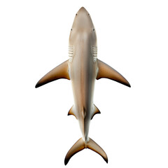 Shark isolated on a transparent background. Top view of a full body with fins, tail, and streamlined shape. Marine predator commonly found in oceans, used in wildlife visuals and science content.