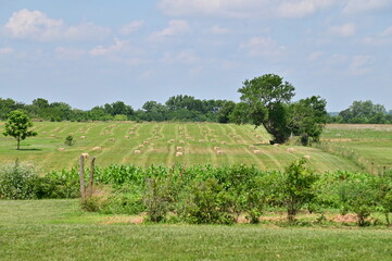 Obraz premium Garden in a Field