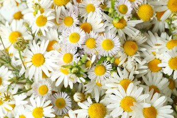 Beautiful background with bouquet of daisies, close up