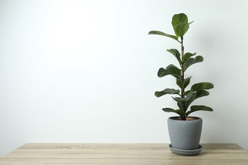 Home plant ficus Lyrata or fiddle fig  in a pot on the table