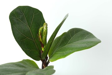 Home plant Ficus Lyrata or Fiddle Fig in the room in daylight