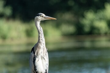 Grey heron standing tall and observing surroundings near lake