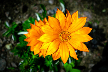 Beautiful orange Gazania in the flower garden
