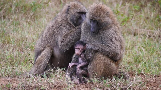 A father and mother baboon with their baby sitting and grooming. 