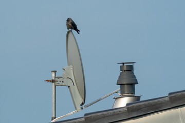 Jackdaw perched on satellite dish against blue sky