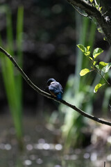 Bird perched on a branch near still water surrounded by lush vegetation in a tranquil natural...