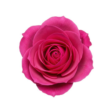 Vibrant fuchsia rose bloom, fully opened with layered petals and pollen-dusted stamens, isolated on a transparent seamless background with copy space, shadowless studio light, top-down macro close-up.