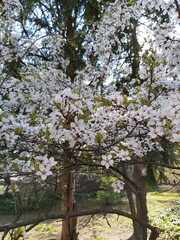 Blossoming cherry trees
