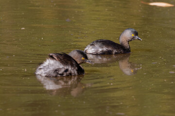 Least grebe - Tachybaptus dominicus 