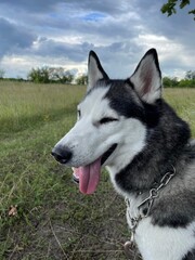 siberian husky dog